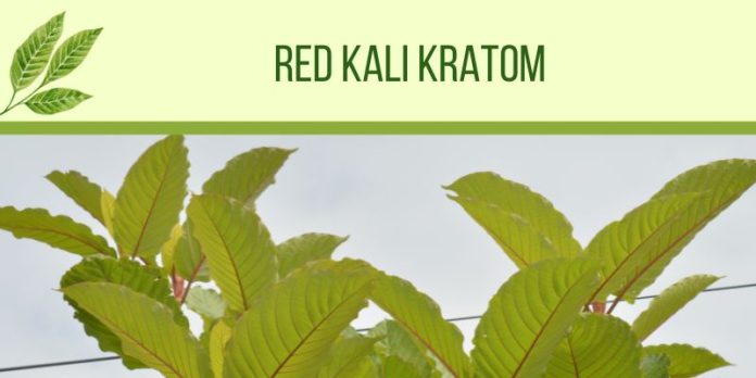 Kalimantan Red Vein Kratom