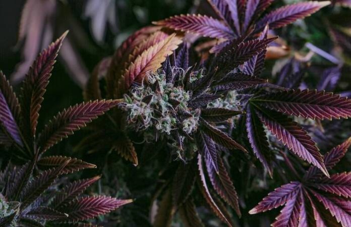 Incorporating Cannabis and Kratom