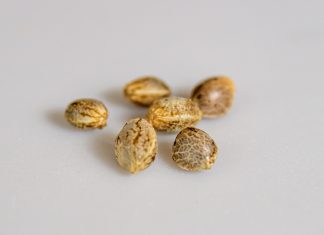 Cannabis Seeds Market