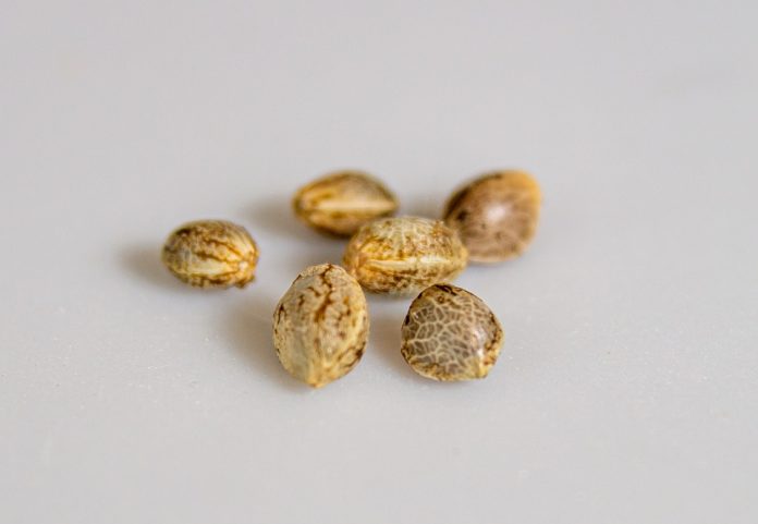 Cannabis Seeds Market