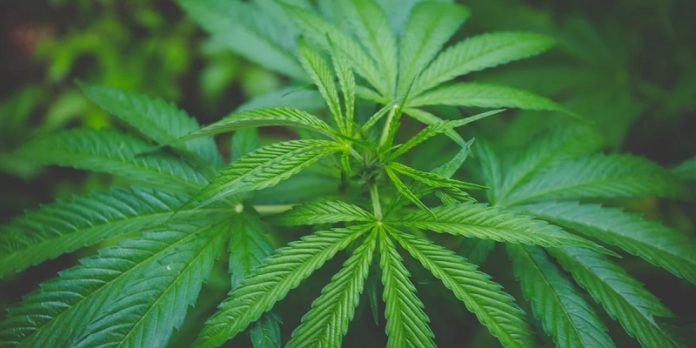 Hemp Products