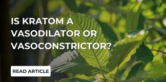 Is Kratom A Vasodilator or Vasoconstrictor