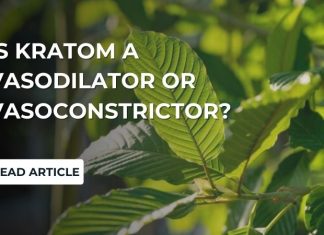 Is Kratom A Vasodilator or Vasoconstrictor