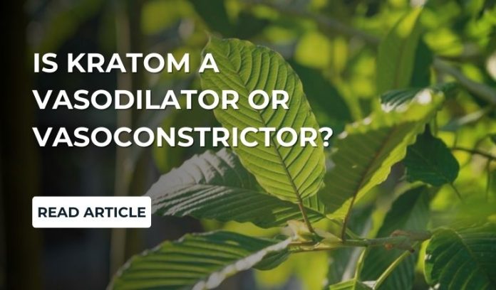 Is Kratom A Vasodilator or Vasoconstrictor